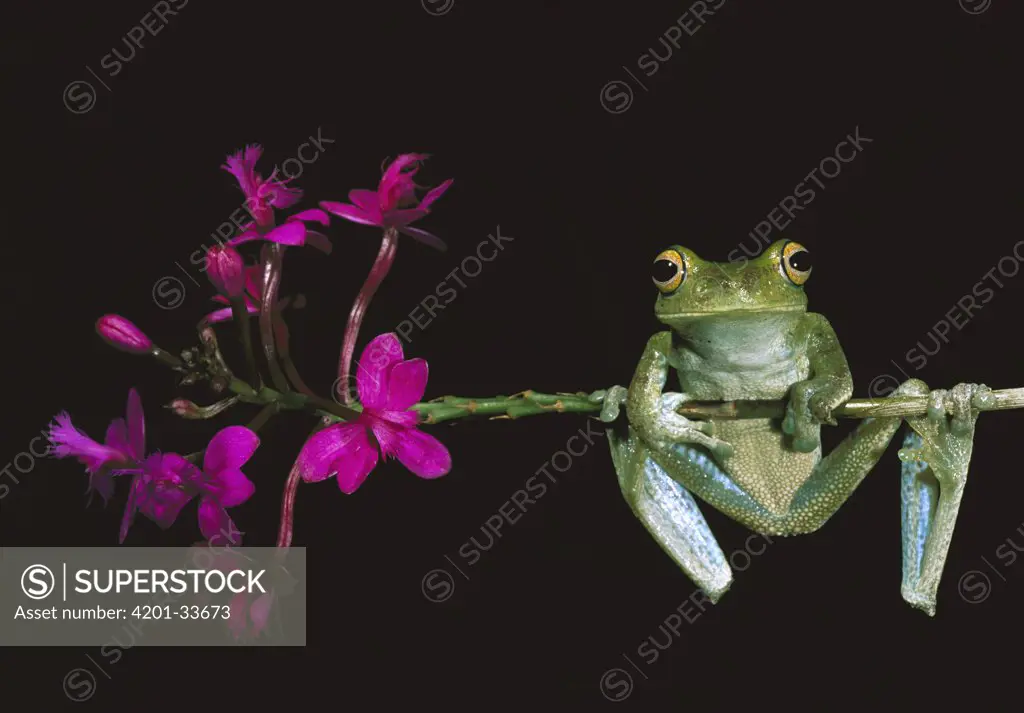 Cloud Forest Tree Frog (Hyla pellucens) balancing on flower stem, Mindo cloud forest, Ecuador