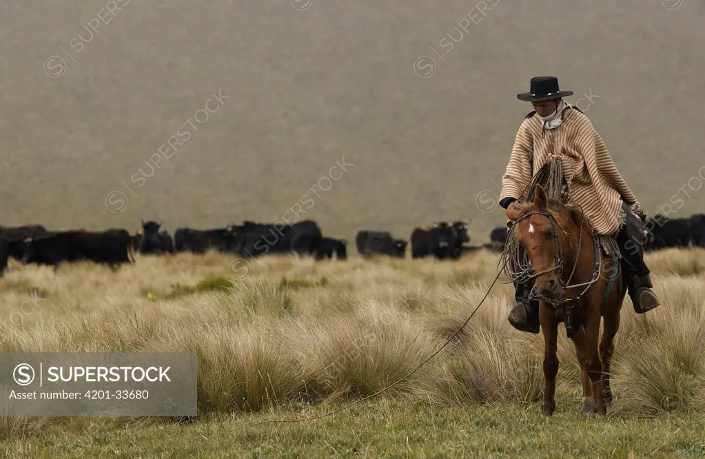 Chagra cowboy on an overnight ride at a hacienda to herd cattle, Andes Mountains, Ecuador