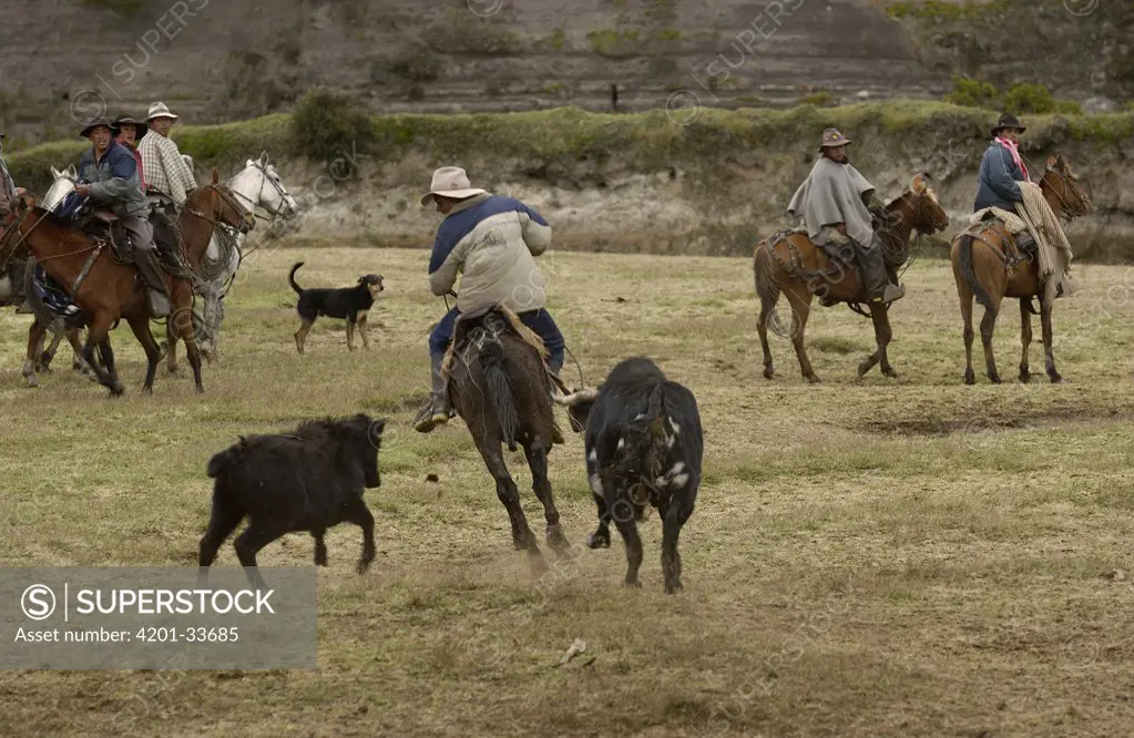 Chagra cowboy sorting cattle at a hacienda during the annual round-up, one chagra is charged by a bull while his friends watch, Andes Mountains, Ecuador