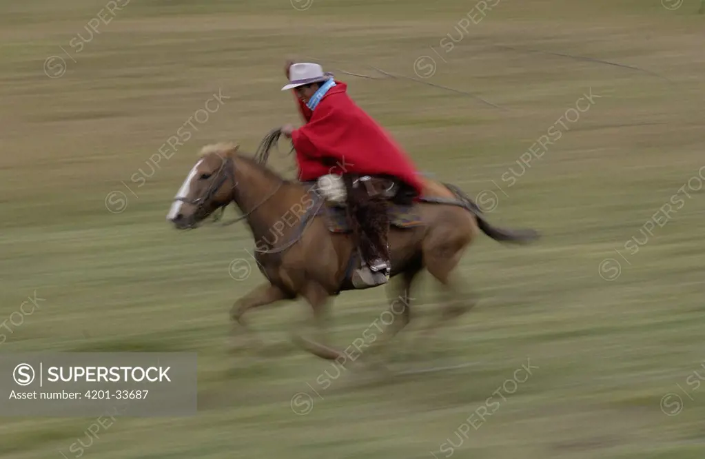 Chagra cowboy riding fast on his Domestic Horse (Equus caballus) over Paramo grassland with his lasso at a hacienda during the annual cattle round-up, Andes Mountains, Ecuador