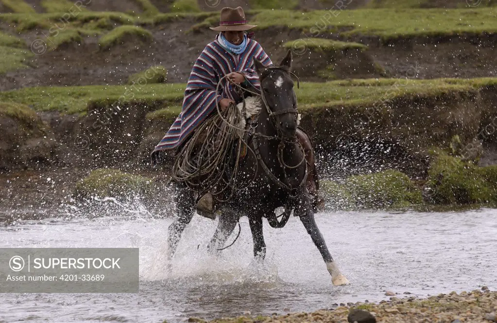 Chagra cowboy riding fast on his Domestic Horse (Equus caballus) through a stream at a hacienda during the annual cattle round-up, near Cotopaxi Volcano, Andes Mountains, Ecuador