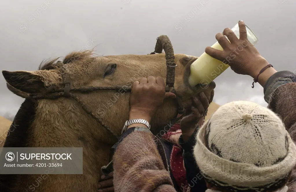 Chagra cowboy giving medicine to his horse during an overnight ride at a hacienda for the annual cattle round-up, near Cotopaxi Volcano, Andes Mountains, Ecuador