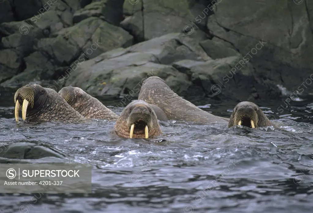 Atlantic Walrus (Odobenus rosmarus rosmarus) bachelor male herd swimming, Marble Island, Hudson Bay, Canada