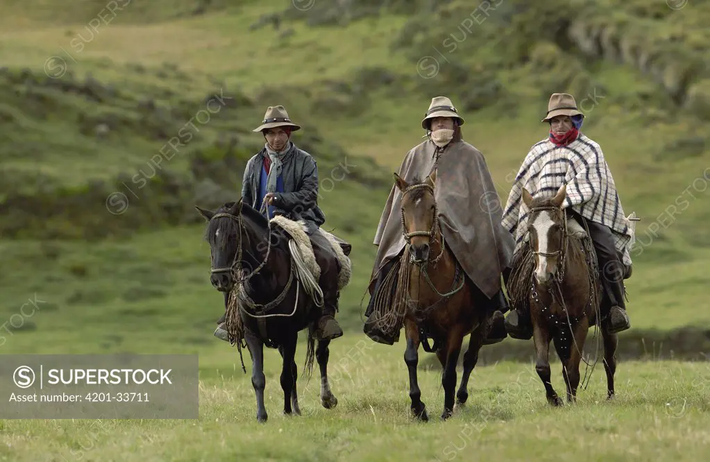 Three Chagra cowboys riding their horses at a hacienda during the annual overnight cattle round-up, Andes Mountains, Ecuador