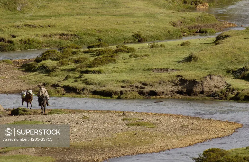 Chagra cowboy crossing a stream on horseback at a hacienda during the annual overnight cattle round-up, Andes Mountains, Ecuador