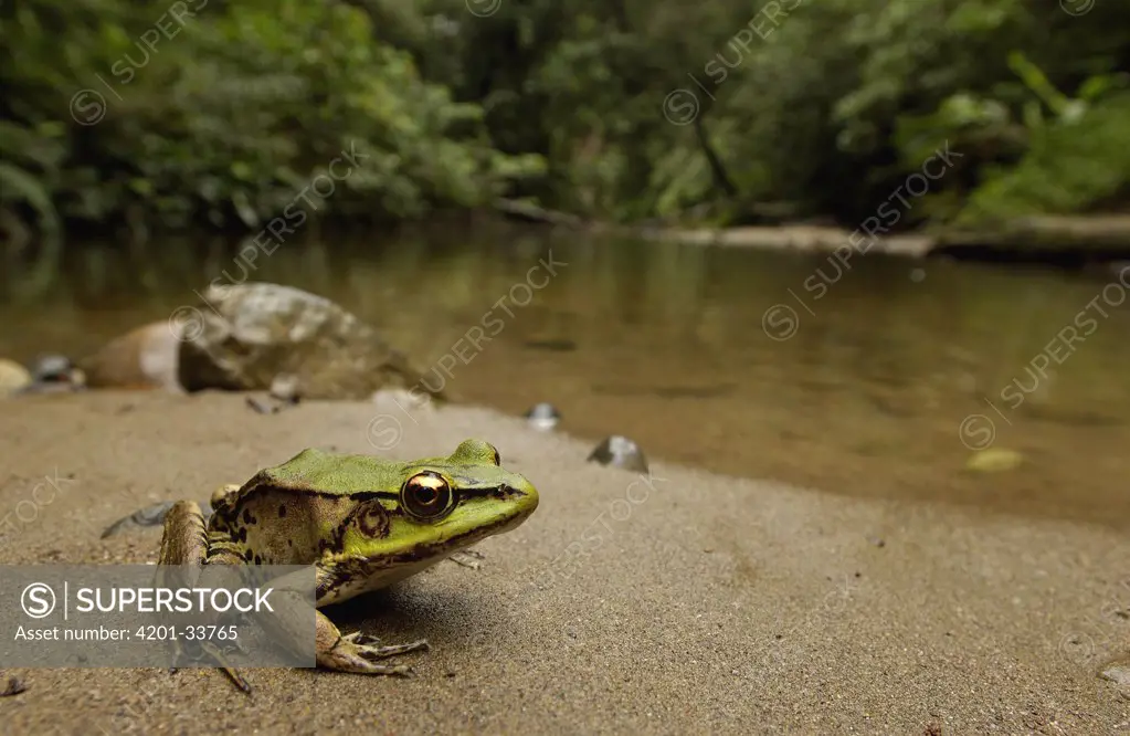 Amazon River Frog (Rana palmipes) resting on riverbank in rainforest, Yasuni National Park, at 982,000 hectares, the largest national park in Ecuador