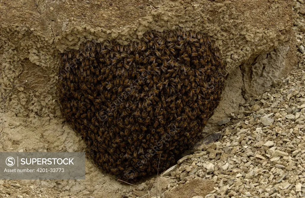 Honey Bee (Apis mellifera) swarm, Machalilla National Park, Ecuador