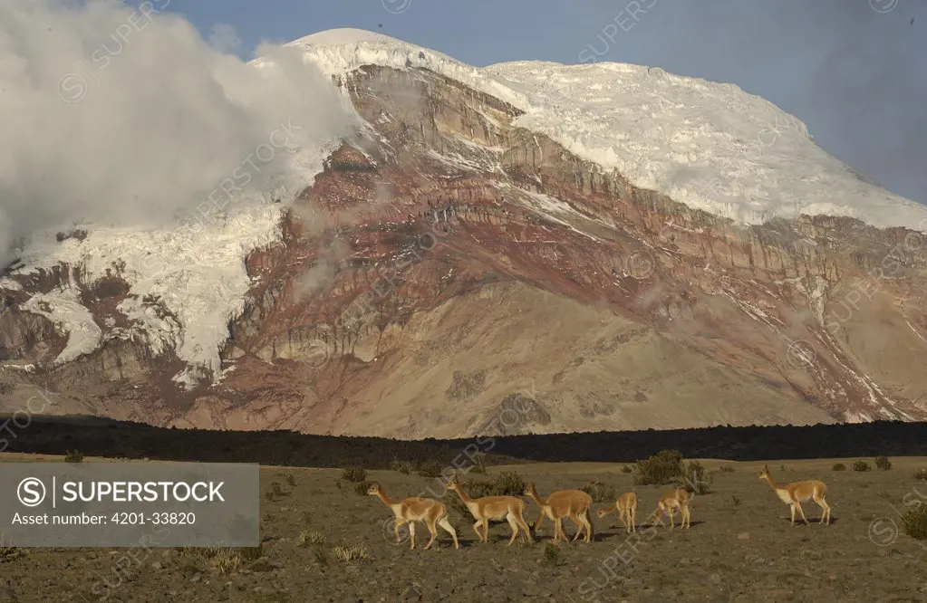 Vicuna (Vicugna vicugna) herd grazing beneath Mt Chimborazo, an extinct volcano, at 6,310 meters its summit is the furthest point from the center of the earth, Andes Mountains, South America