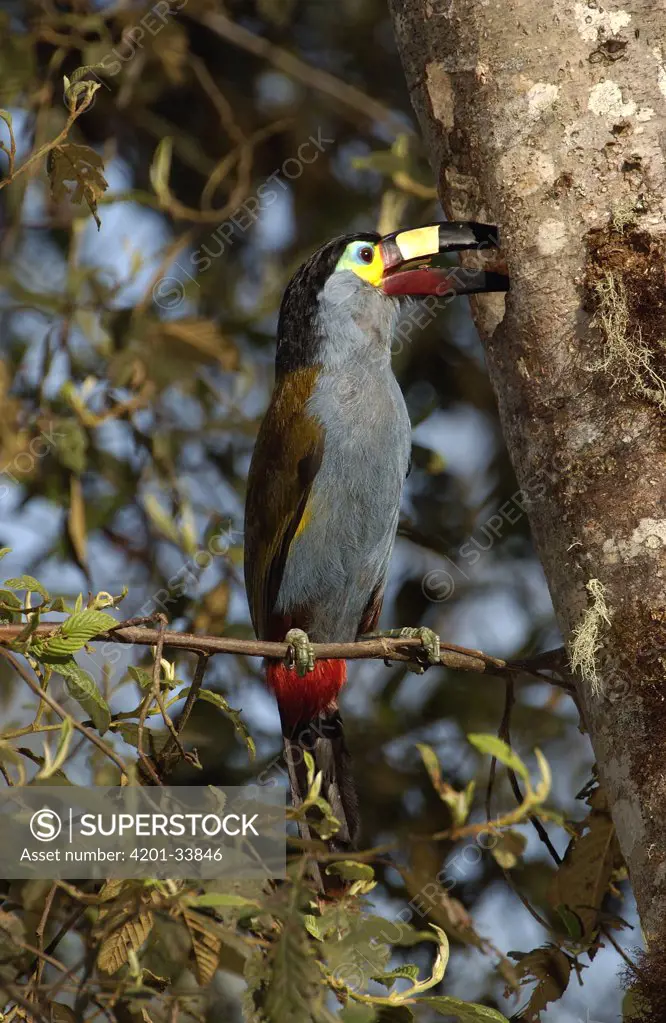 Plate-billed Mountain Toucan (Andigena laminirostris) parent bringing food to young who are hiding inside nest cavity, Andes Mountains, Ecuador