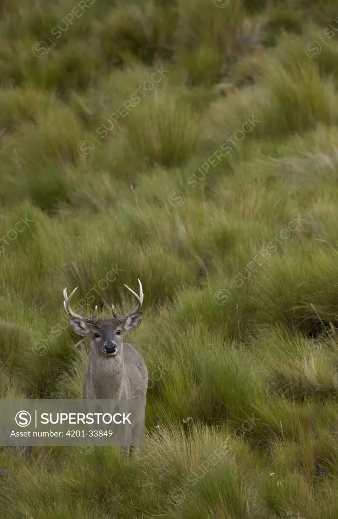 White-tailed Deer (Odocoileus virginianus) buck in Paramo habitat, Cotopaxi National Park, Andes Mountains, South America