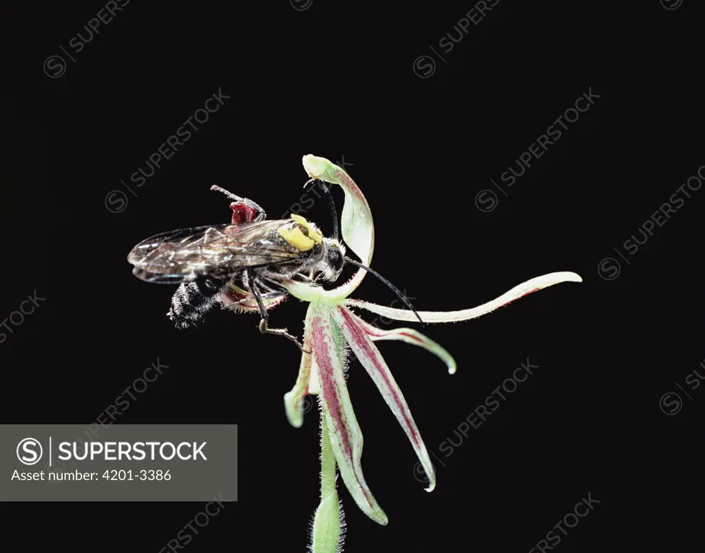Dragon Orchid (Drakonorchis barbarossa) being pollinated by insect, Australia