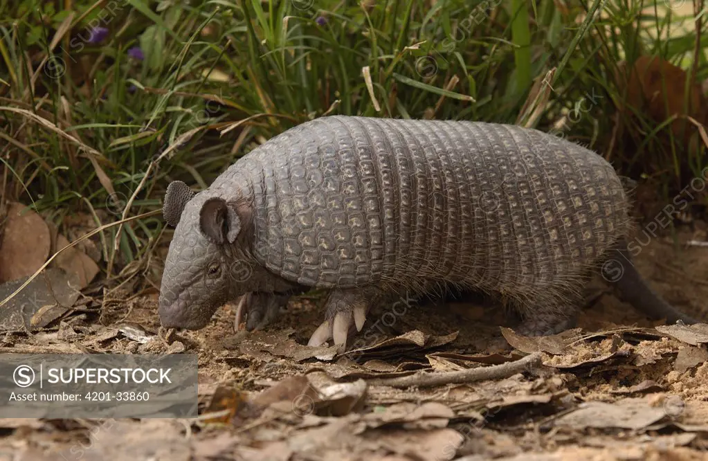 Southern Naked-tailed Armadillo (Cabassous unicinctus) foraging on the ground, South America