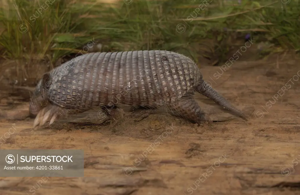 Southern Naked-tailed Armadillo (Cabassous unicinctus) running, South America