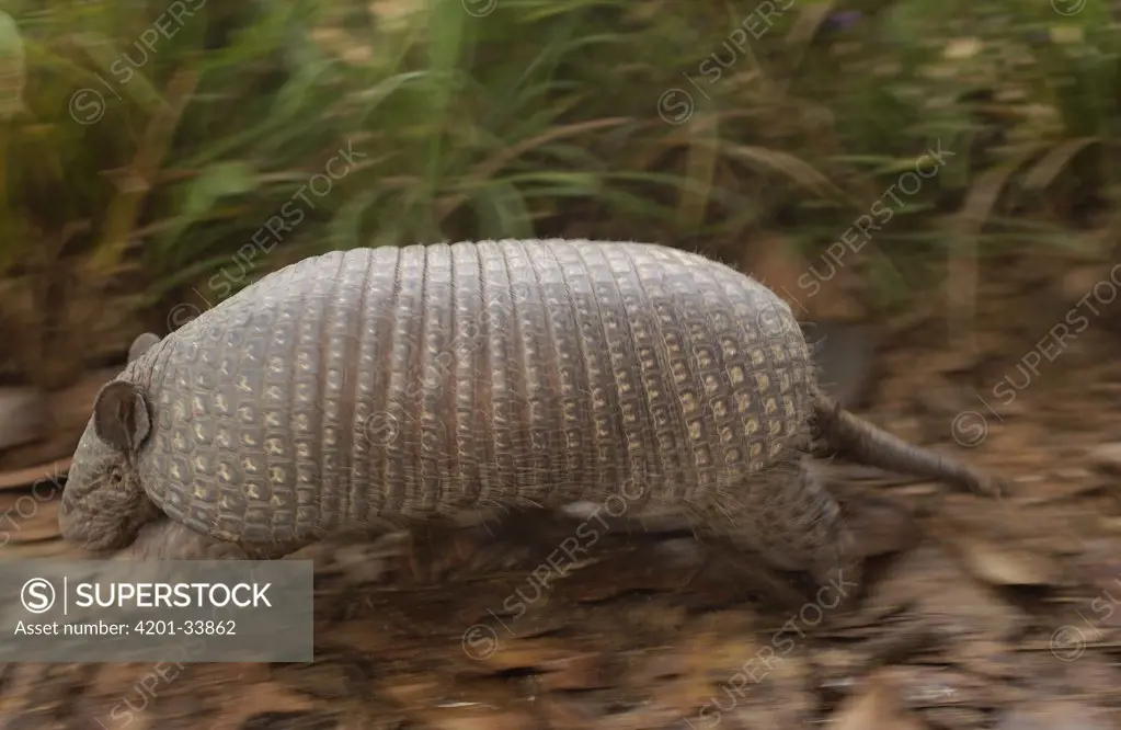 Southern Naked-tailed Armadillo (Cabassous unicinctus) running, South America