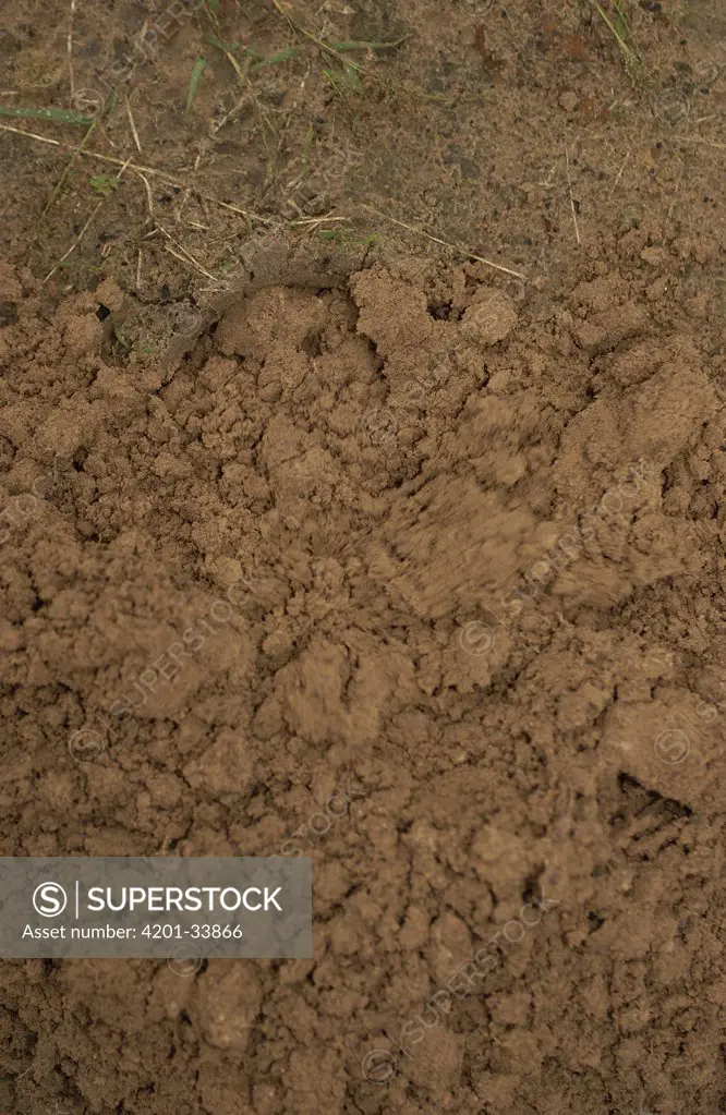 Southern Naked-tailed Armadillo (Cabassous unicinctus) dirt pile caused from burrowing, South America