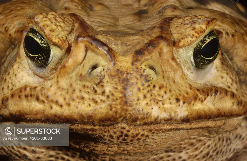 Cururu Toad (Bufo paracnemis) close-up portrait of face, found in open, dry areas throughout central South America, Cerrado habitat, Piaui State, Brazil