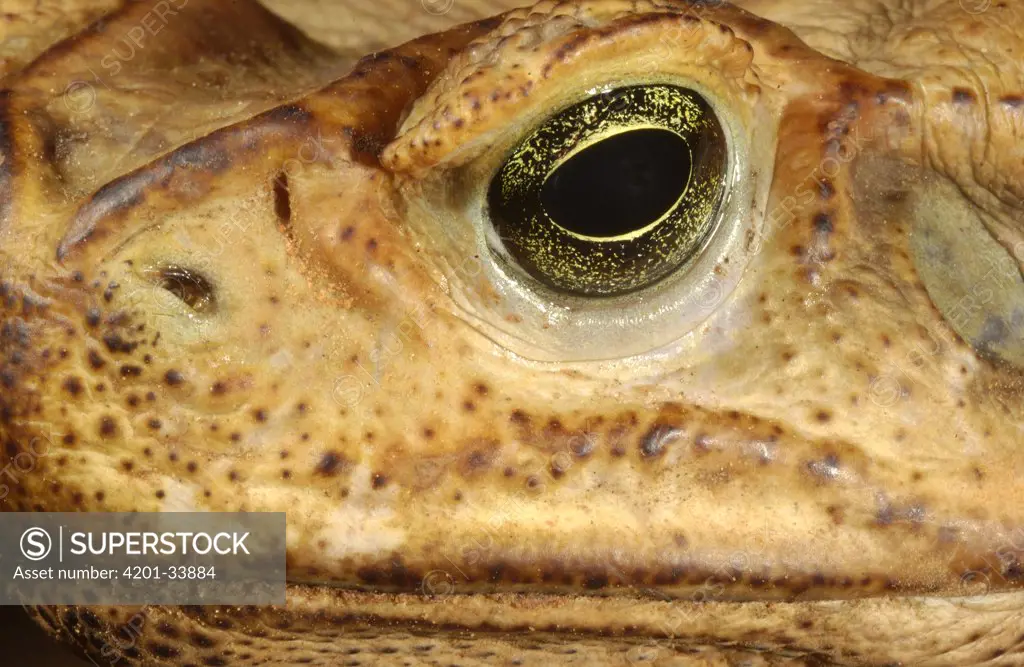 Cururu Toad (Bufo paracnemis) close-up portrait of face, found in open, dry areas throughout central South America, Cerrado habitat, Piaui State, Brazil