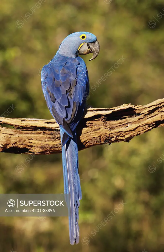 Hyacinth Macaw (Anodorhynchus hyacinthinus) perched on branch, Cerrado habitat, Piaui State, Brazil
