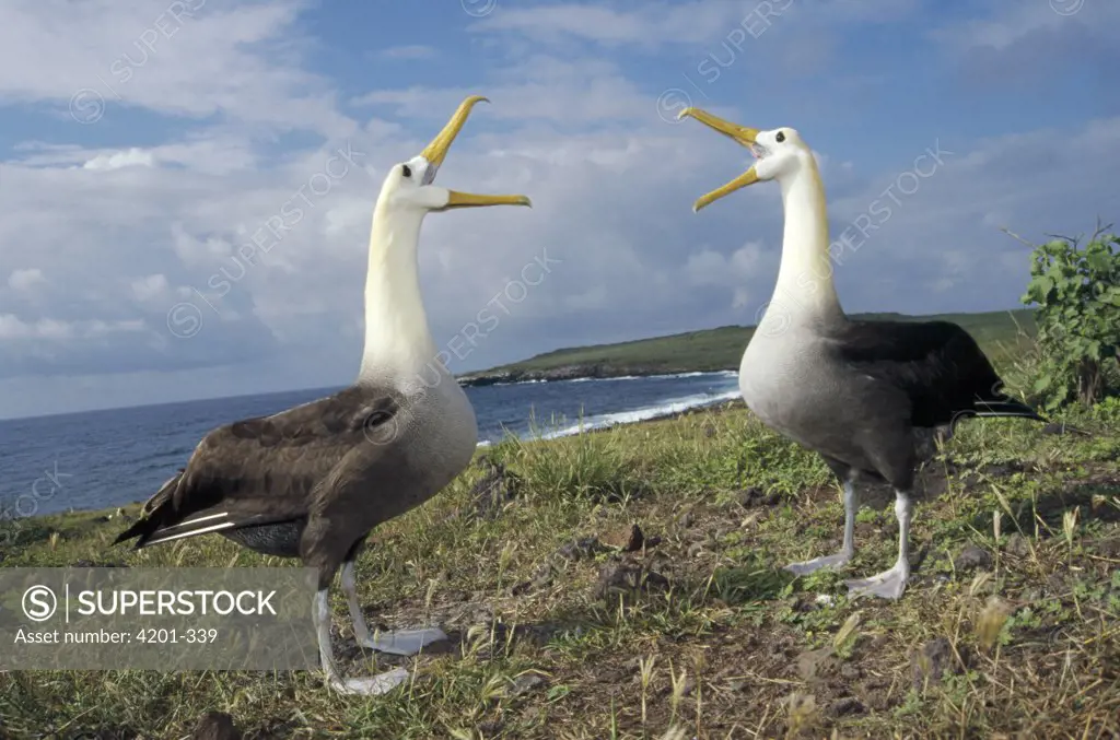 Waved Albatross (Phoebastria irrorata) courtship display sequence, Punta Cevallos, Espanola Island, Galapagos Islands, Ecuador