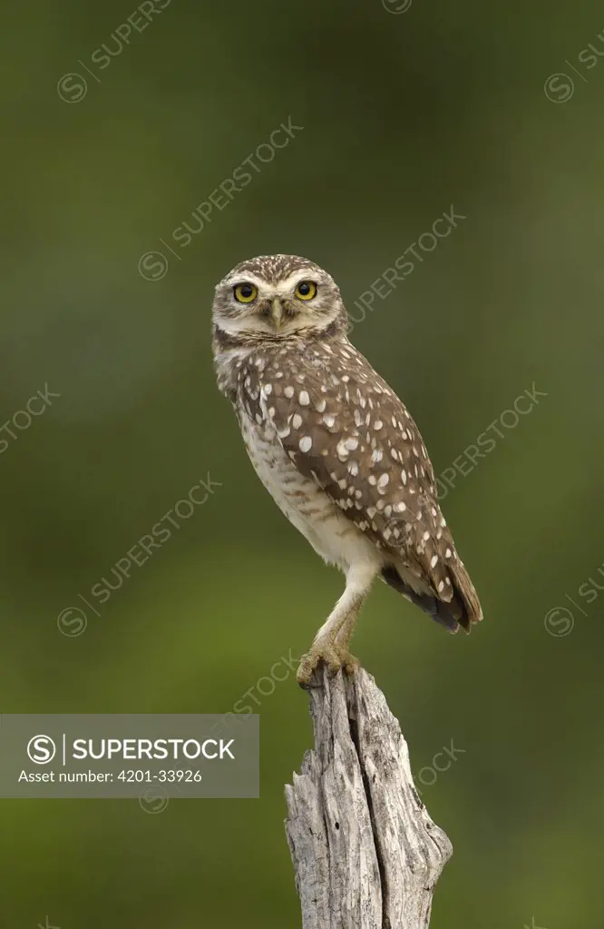 Burrowing Owl (Athene cunicularia) adult perching on stump, Caatinga habitat, Brazil