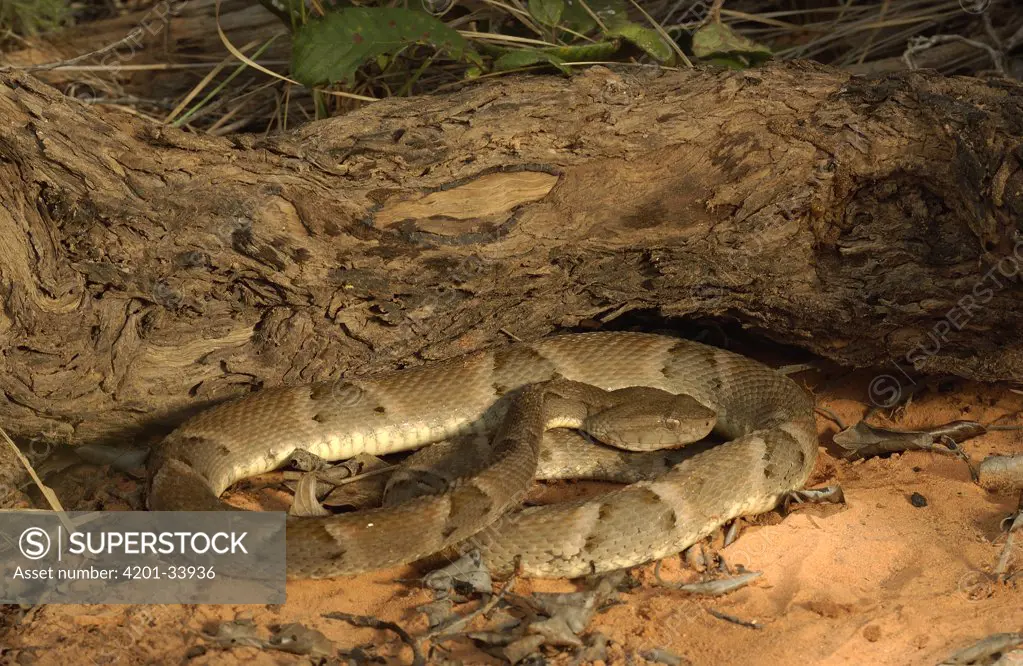 Brazilian Lancehead (Bothrops moojeni) venomous pit viper, coiled on the ground, Brazil