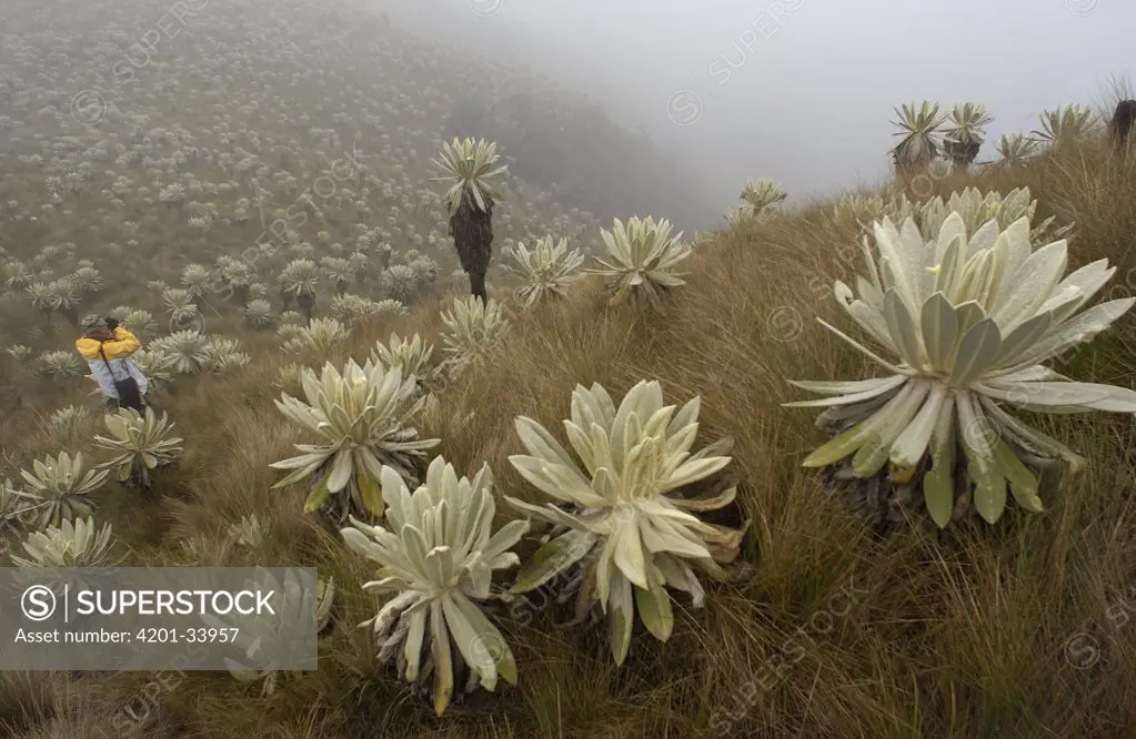 Paramo Flower (Espeletia pycnophylla) being photographed by a tourist in Paramo habitat, endemic species, El Angel Reserve, northeastern Ecuador