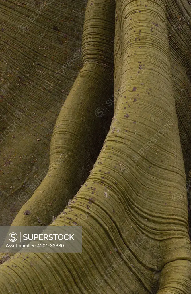 Kapok (Ceiba trichistandra) tree detail of bark and buttressed roots, Machalilla National Park, Ecuador