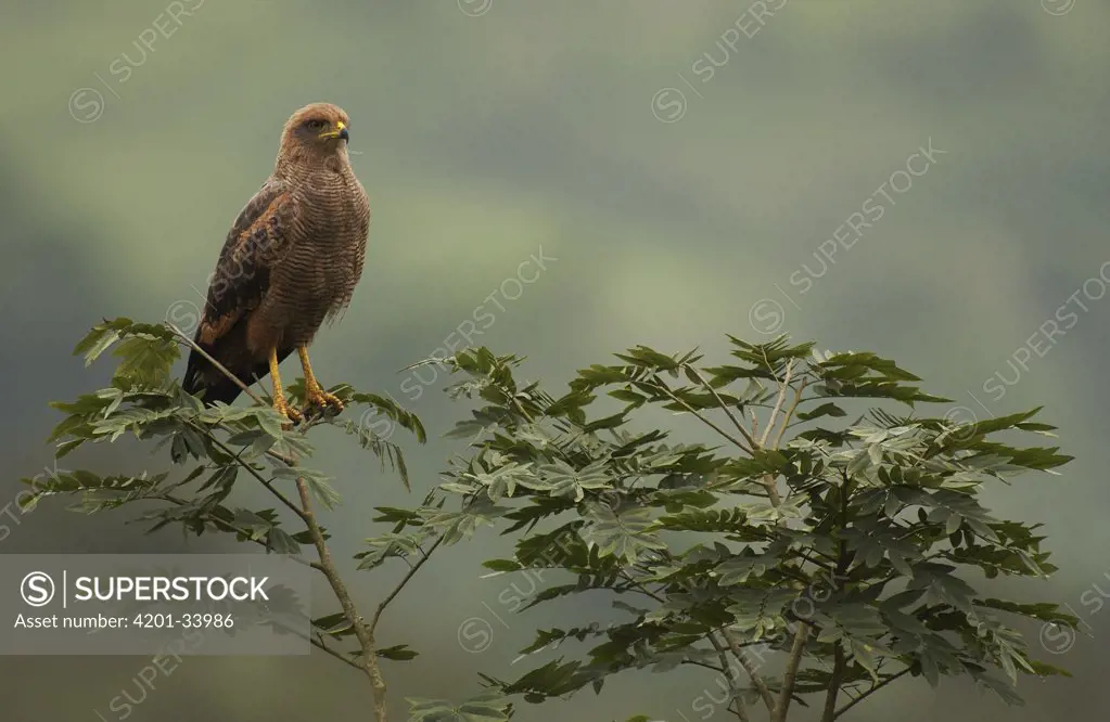 Savannah Hawk (Buteogallus meridionalis) perching in tree, Machalilla National Park, Ecuador