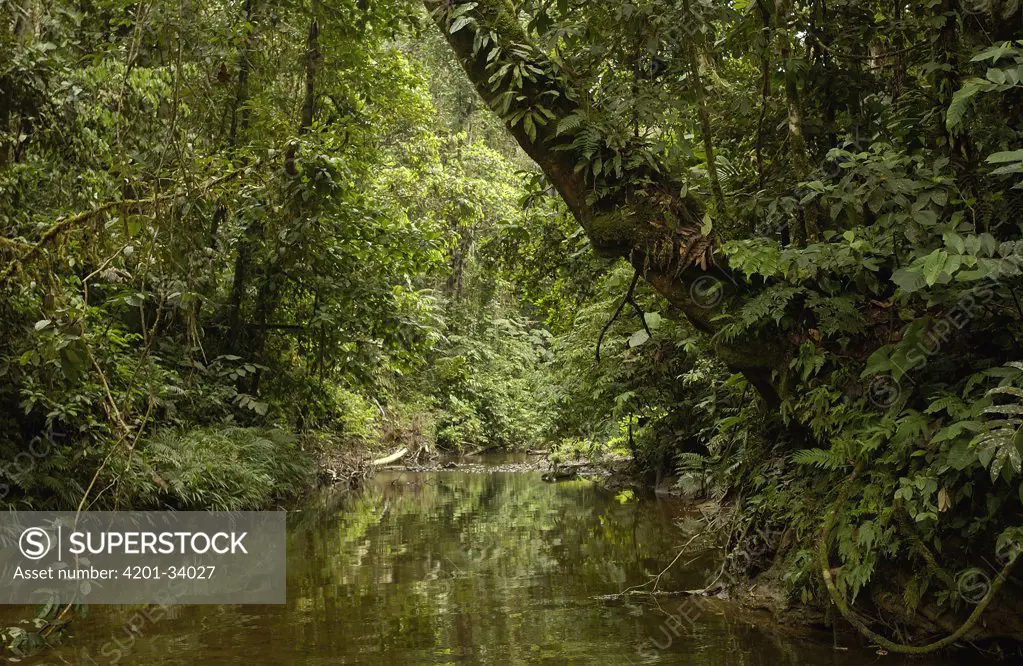 River and trees in the Amazon rainforest, Ecuador