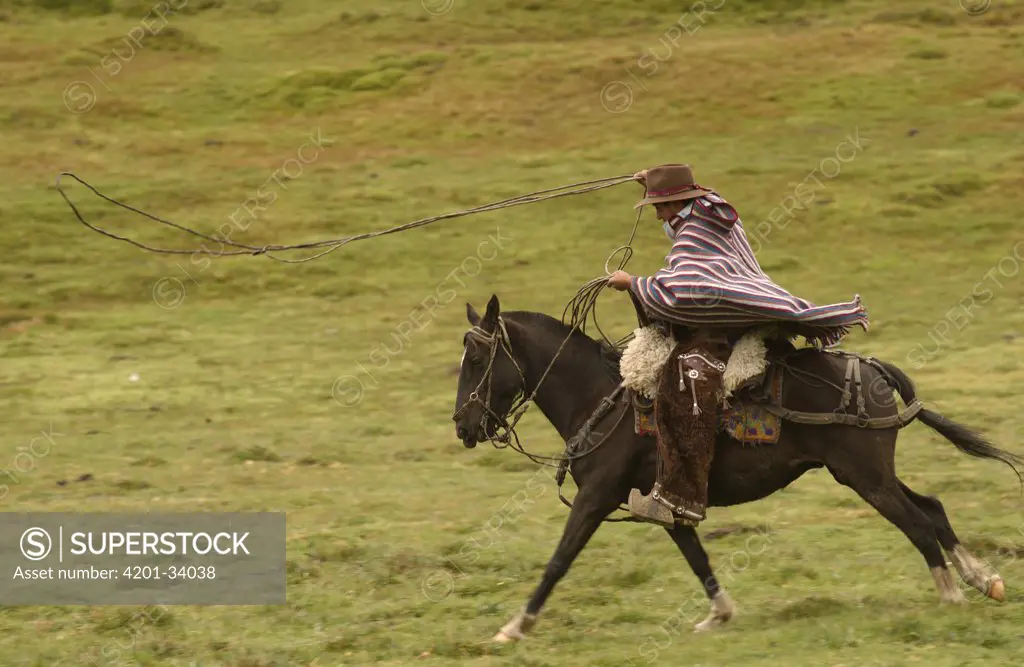 Chagra cowboy riding his Domestic Horse (Equus caballus) at a hacienda in the Andes Mountains during the annual cattle round-up, Ecuador
