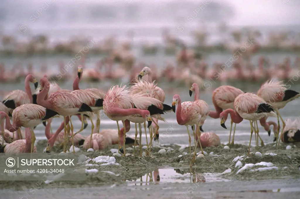 Andean Flamingo (Phoenicopterus andinus) flock nesting in their breeding grounds, Laguna Colorada, Eduardo Avaroa Faunistic Reserve, Andes Mountains, Southwestern Bolivia