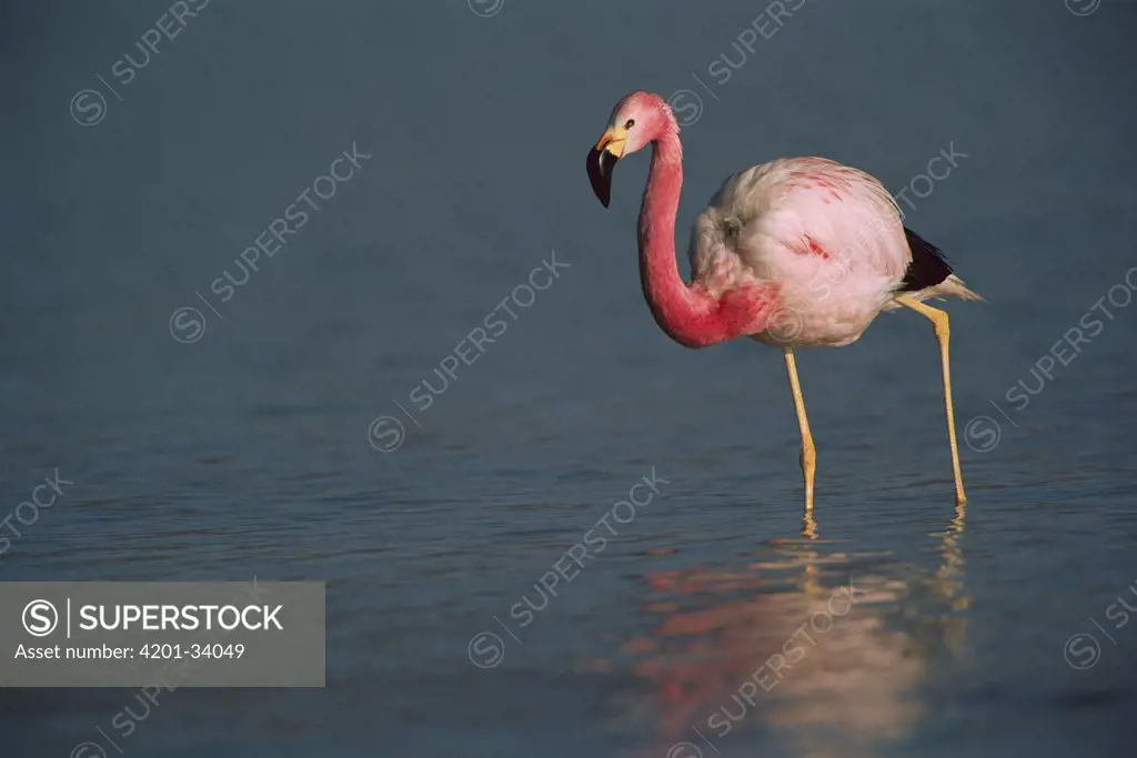 Andean Flamingo (Phoenicopterus andinus) wading, Laguna Blanca, Eduardo Avaroa Faunistic Reserve, Andes Mountains, southwestern Bolivia