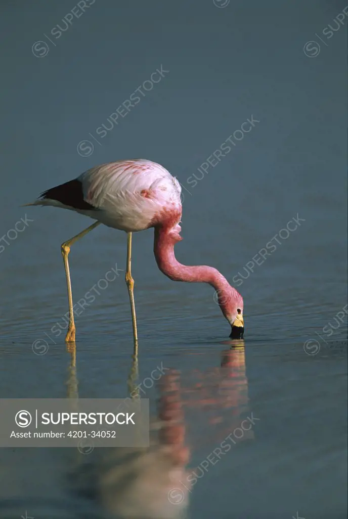 Andean Flamingo (Phoenicopterus andinus) feeding, Laguna Blanca, Eduardo Avaroa Faunistic Reserve, Andes Mountains, southwestern Bolivia