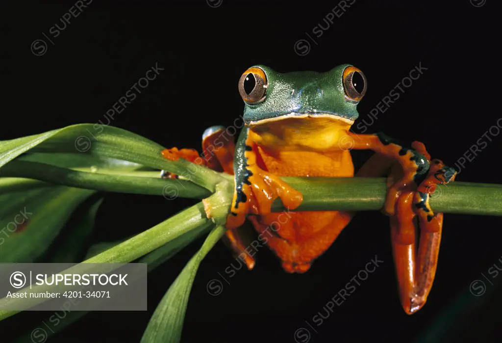 Splendid Leaf Frog (Agalychnis calcarifer) climbing on plant stem, northwestern Ecuador