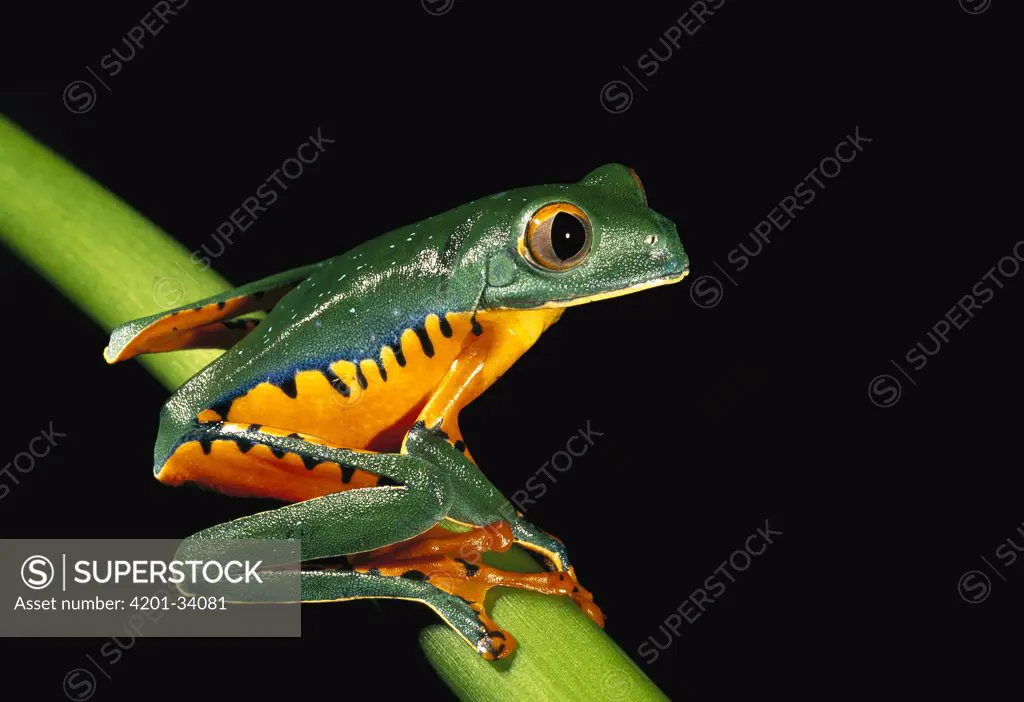 Splendid Leaf Frog (Agalychnis calcarifer) sitting on plant stem, Esmeraldas, northwestern Ecuador