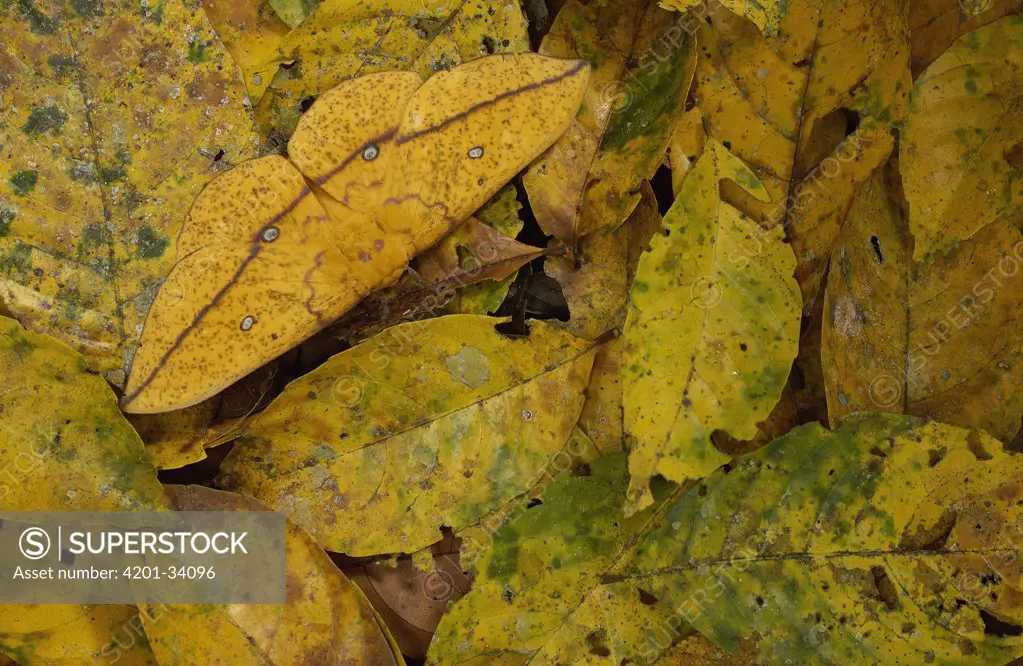 Imperial Moth (Eacles imperialis) camouflaged in leaf litter in rainforest, Yasuni National Park, at 982,000 hectares, the largest national park in Ecuador