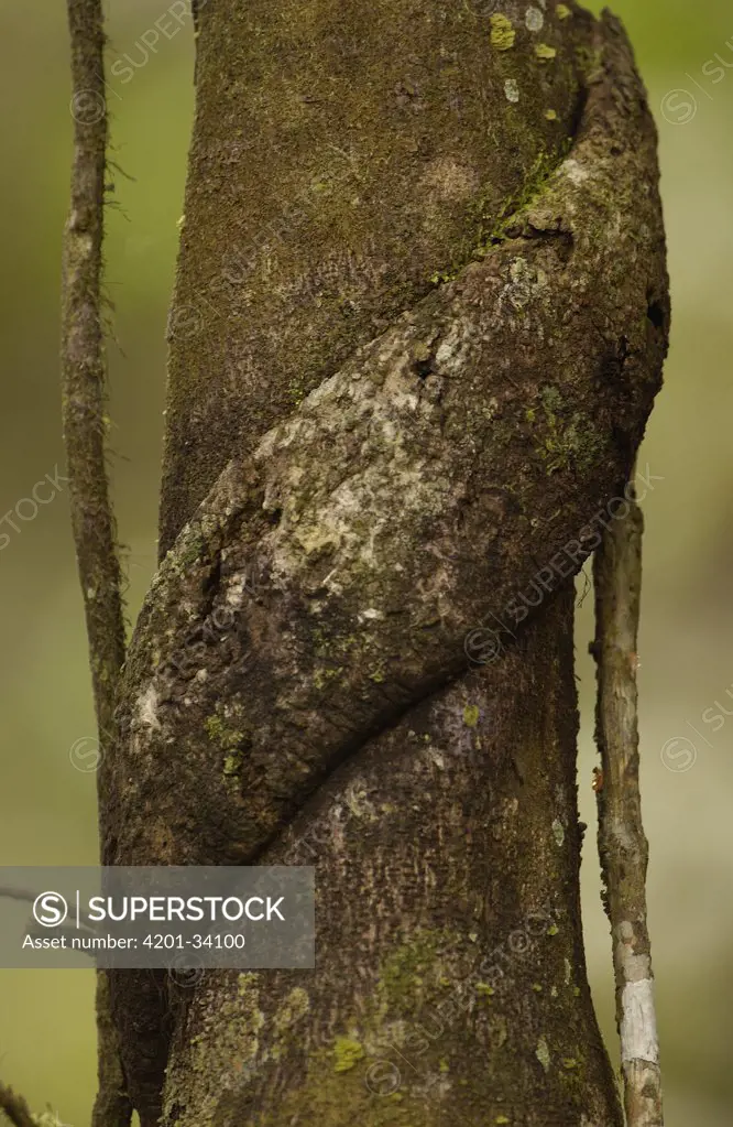 Vine wrapped around a tree trunk in the rainforest, Yasuni National Park, Ecuador