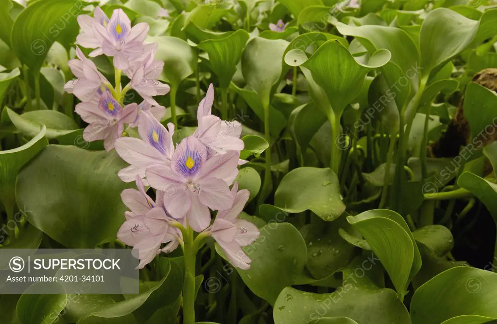 Common Water Hyacinth (Eichhornia crassipes) blooming, capable of doubling in size every 7 to 12 days, 982,000 hectare Yasuni National Park, the largest in Ecuador