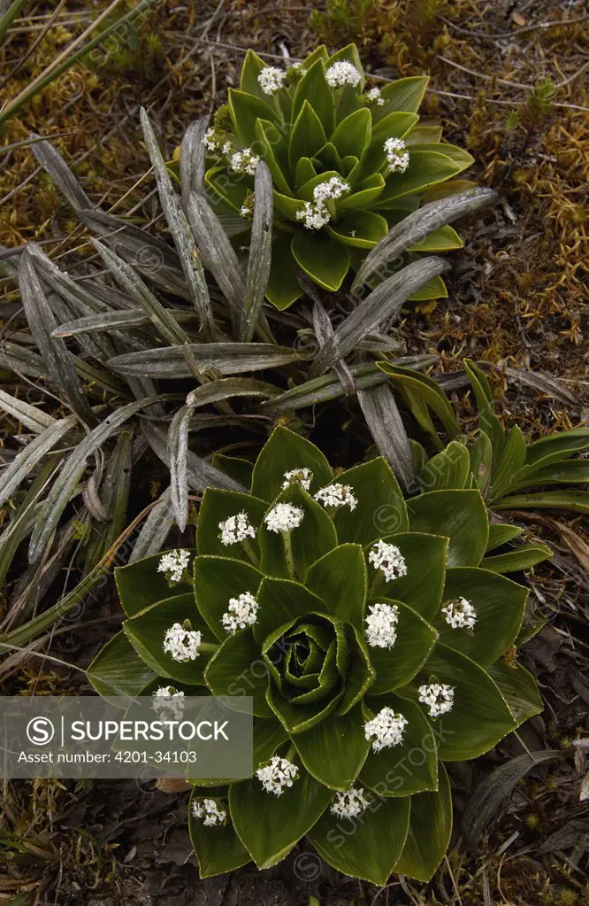 Heath (Ericaceae) plant flowering, Podocarpus National Park, Andes Mountains, Ecuador
