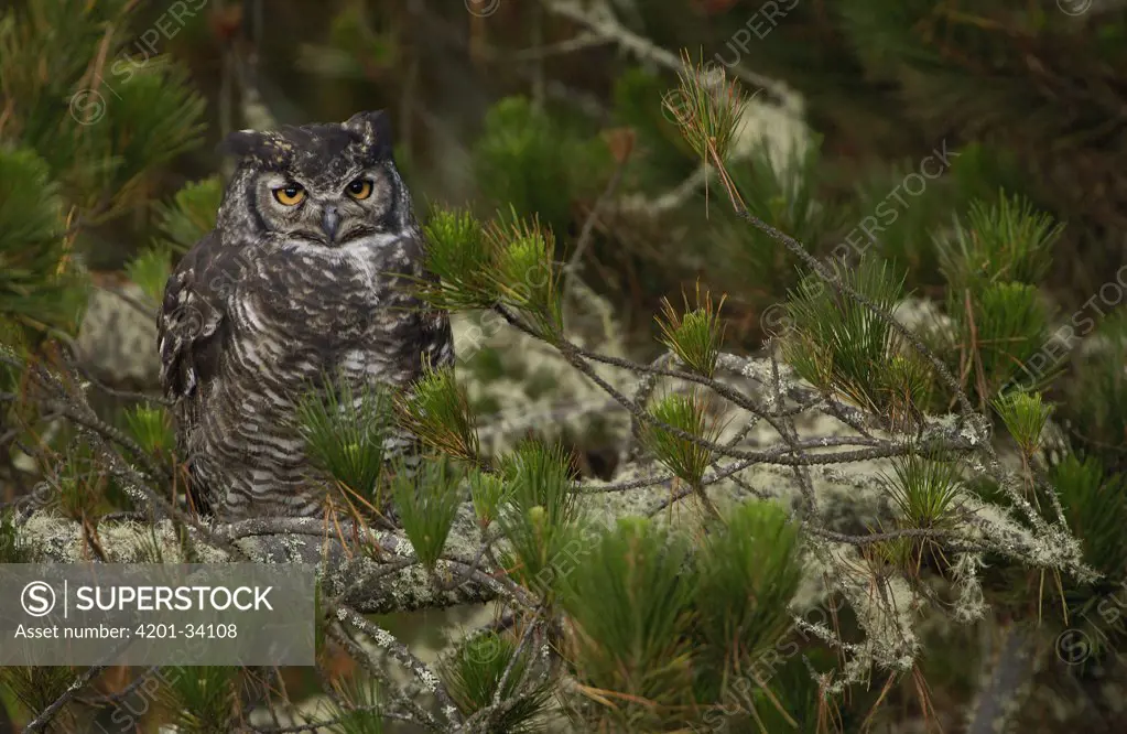 Great Horned Owl (Bubo virginianus) perched in a Pine tree, Cotopaxi National Park, Ecuador