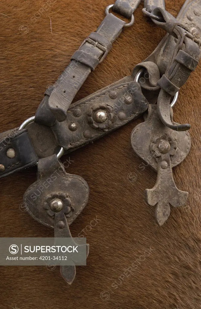 Detail of ornate leather horse tack on a horse at Hacienda Yanahurco in the Andes Mountains, Ecuador