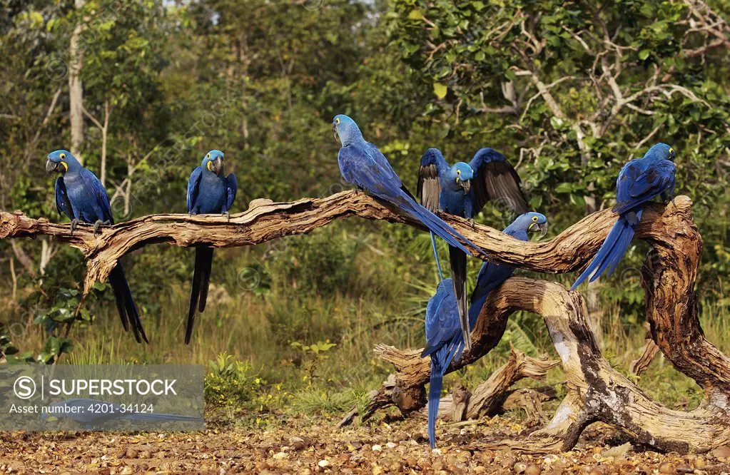 Hyacinth Macaw (Anodorhynchus hyacinthinus) flock in Cerrado habitat feeding on Piassava Palm (Attalea funifera) nuts, Brazil