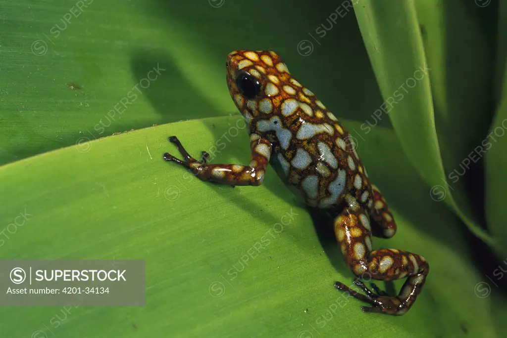 Splendid Poison Dart Frog (Dendrobates sylvaticus) on a leaf in the Choco Rainforest, Esmeraldas Province, northwestern Ecuador