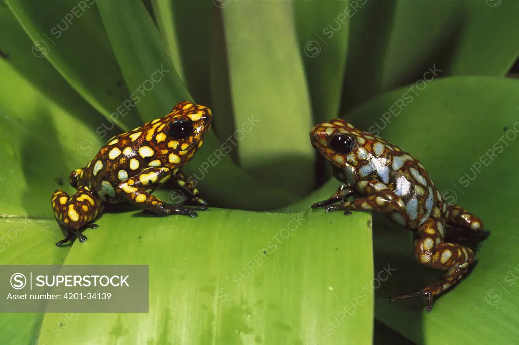 Splendid Poison Dart Frog (Dendrobates sylvaticus) pair on a leaf in the Choco Rainforest, Esmeraldas Province, northwestern Ecuador