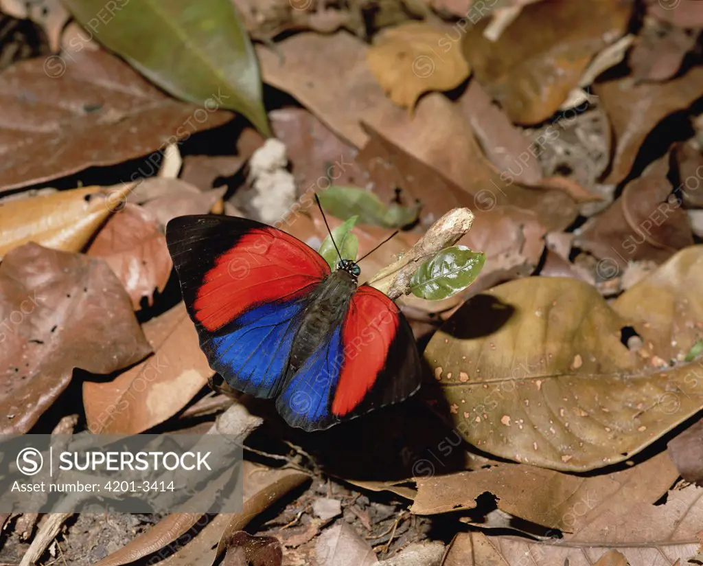Nymphalid Butterfly (Agrias narcissus) on forest floor, Central America