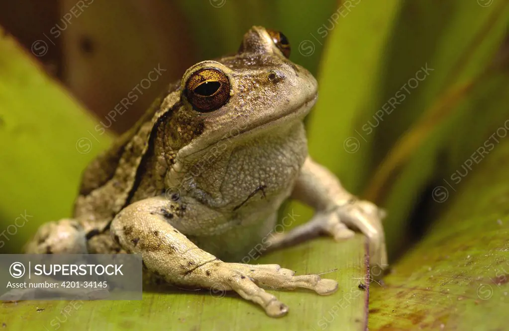 Marsupial Frog (Gastrotheca riobambae) male, Andes Mountains, Ecuador