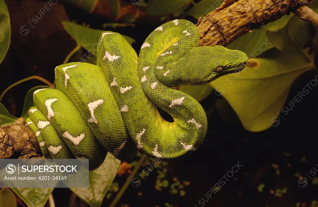 Emerald Tree Boa (Corallus caninus) adult, Amazon, Ecuador