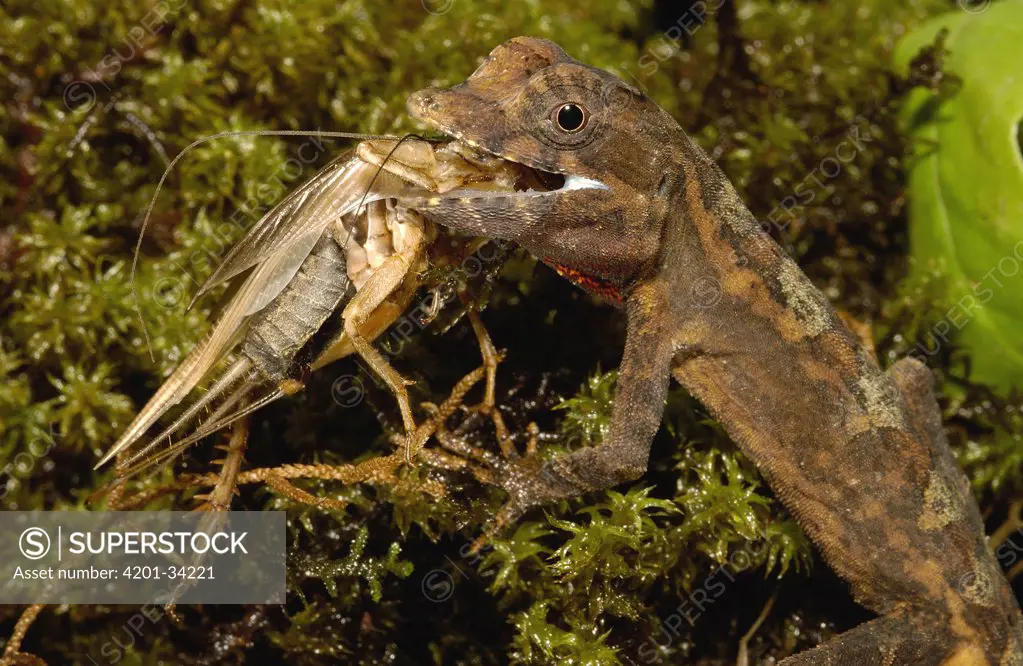 Anolis Lizard (Anolis sp) male eating a cricket, undescribed species, Choco Rainforest, Ecuador