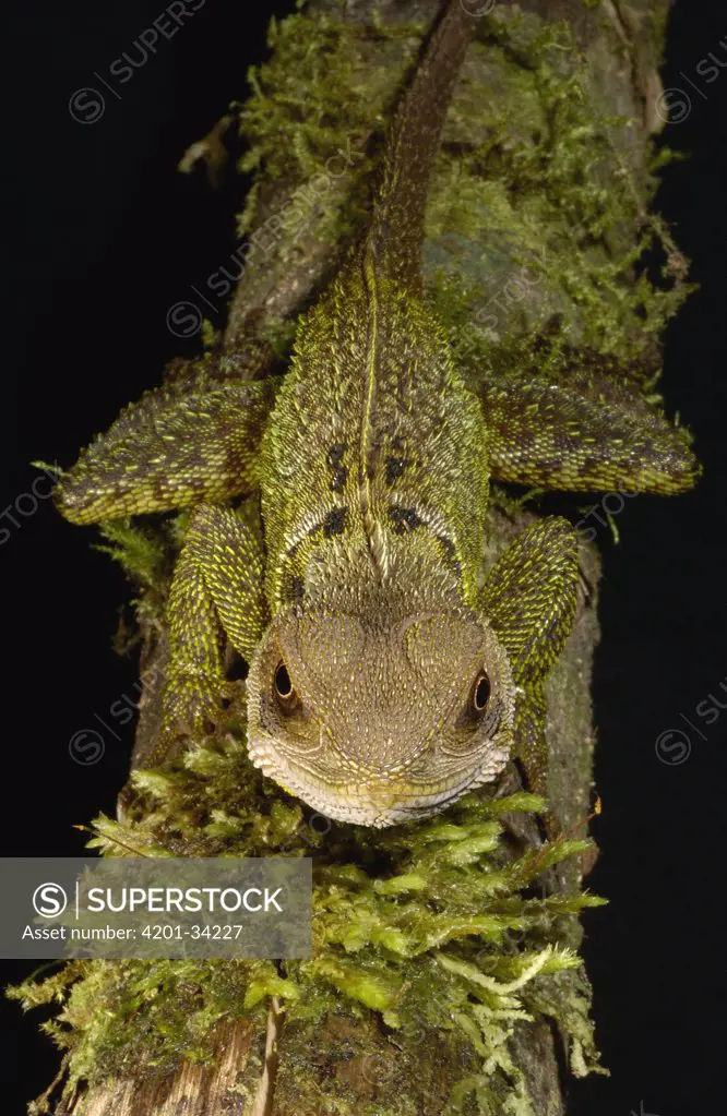 Bocourt's Dwarf Iguana (Enyalioides heterolepis), Esmeraldas, Choco Rainforest, Ecuador