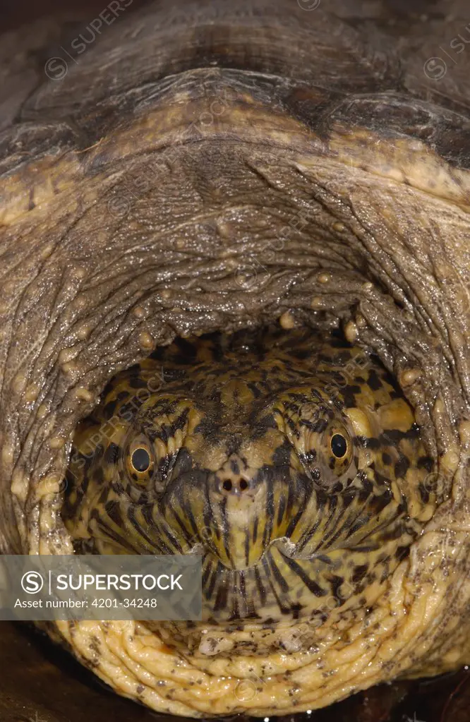 Snapping Turtle (Chelydra serpentina) head drawn into shell for protection, Coast Esmeraldas Province, North Coast, Ecuador